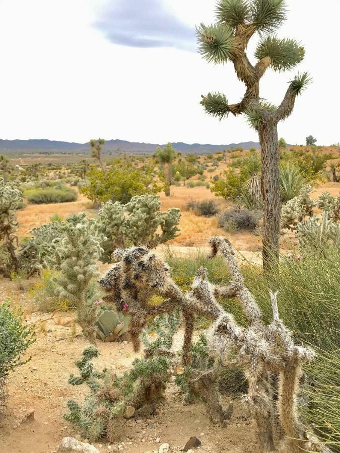 Desert Oasis - Joshua Tree Peaceful Retreat Home Yucca Valley Eksteriør bilde